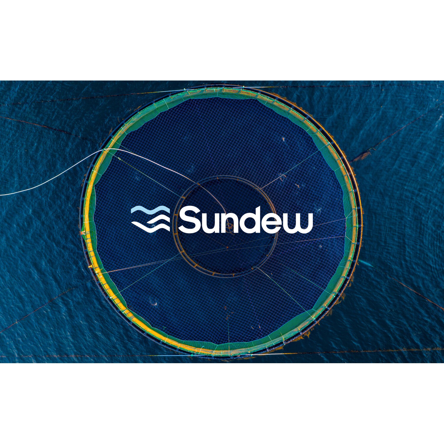 Sundew logo