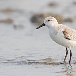 Sanderling logo